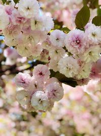 Close-up of pink cherry blossoms in spring