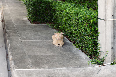 View of a cat on footpath