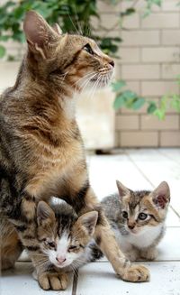 Mother with her kittens