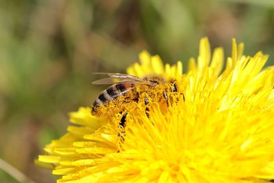 Close-up of butterfly pollinating on yellow flower