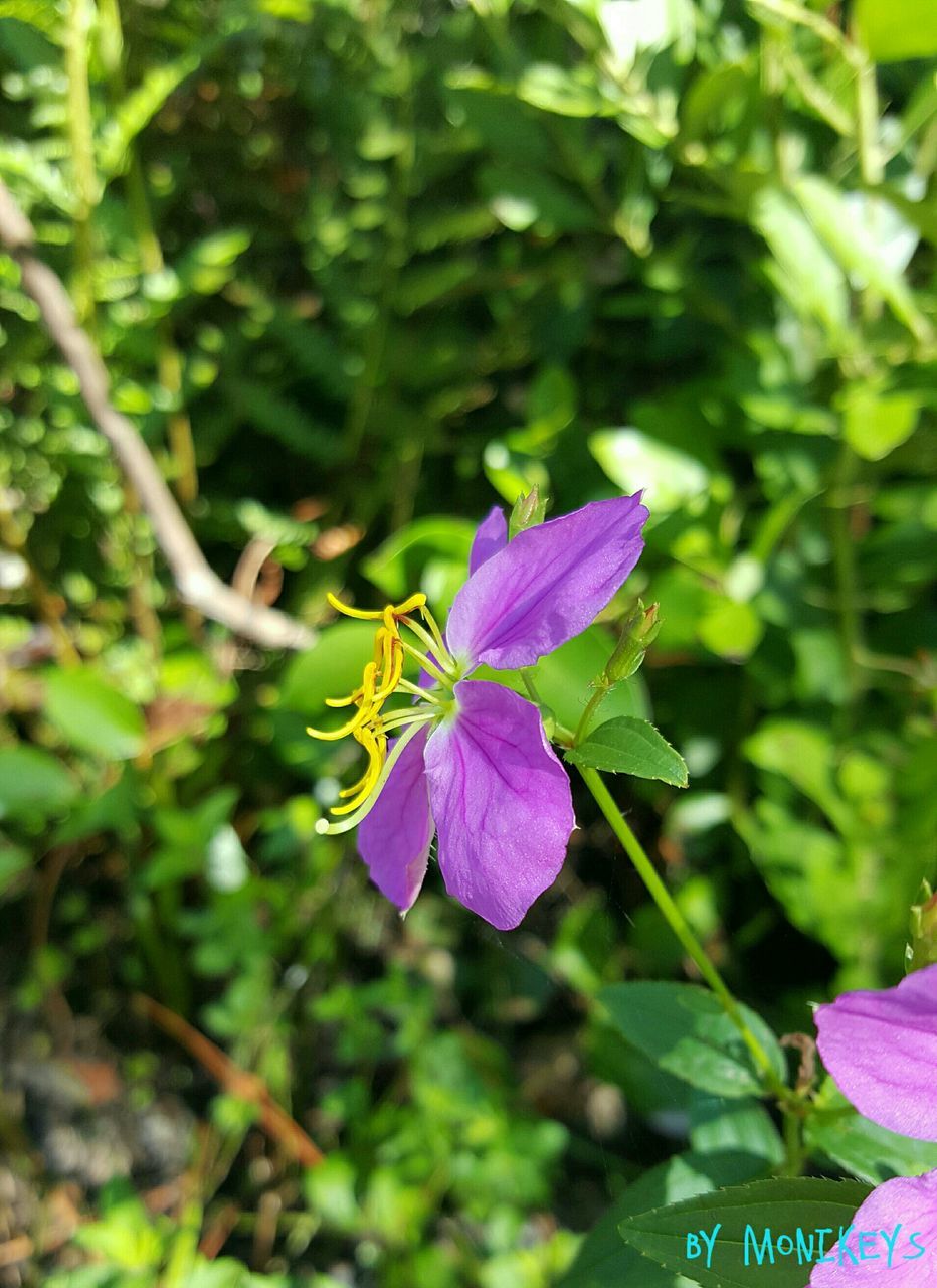 CLOSE-UP OF BUTTERFLY POLLINATING ON PURPLE FLOWER