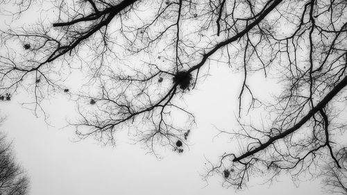 Close-up of bare tree against sky