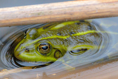 Close-up of turtle swimming in water