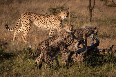 Cheetahs on field in forest