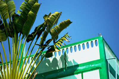 Low angle view of tree by building against clear blue sky