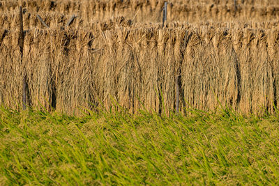 Full frame shot of grass