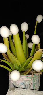 High angle view of eggs on table against black background