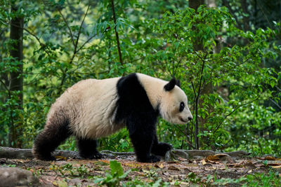 China giant panda