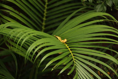 Close-up of plam leaf on the rain or moody day