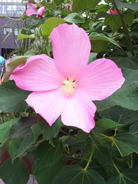 Close-up of pink flower