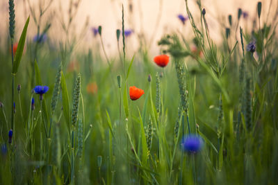 A beautiful blue cornflower blooming in the green field. wildflowers in the northern europe summer.