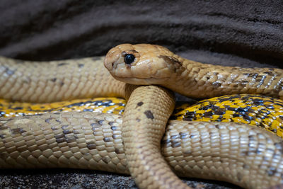 Close-up of lizard in zoo