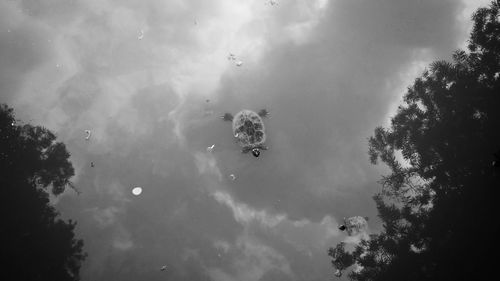 Low angle view of trees against cloudy sky