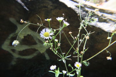 Close-up of white flowering plant