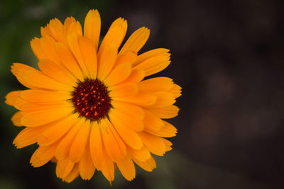 Close-up of yellow flower blooming outdoors