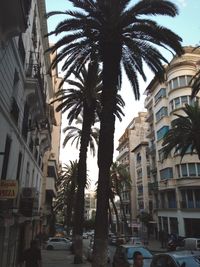 Palm trees by street in city