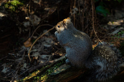Squirrel sitting on a tree trunk and eating