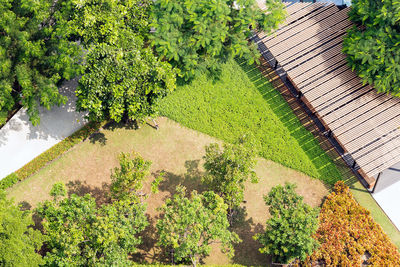 High angle view of trees growing on field