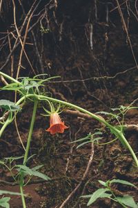 Close-up of plant growing on field