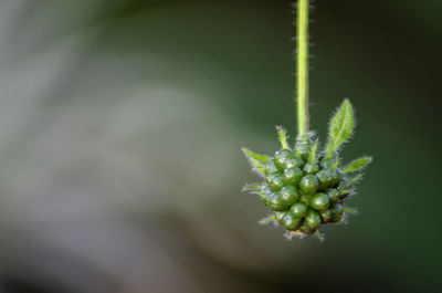 Close-up of white flower buds