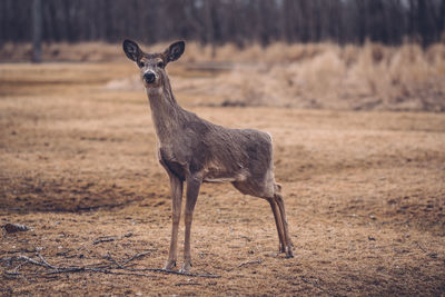 Side view portrait of deer standing on field