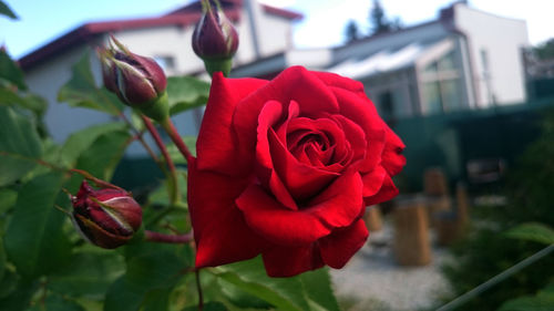 Close-up of red rose