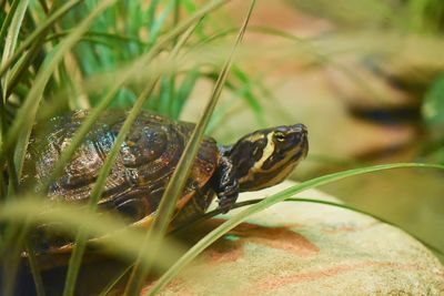 Close-up of turtle at pond