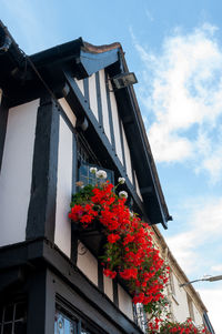 Low angle view of flowering plants by building against sky