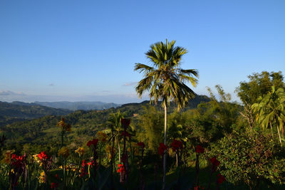 Scenic view of flowering plants against clear sky