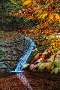 Scenic view of waterfall in forest during autumn