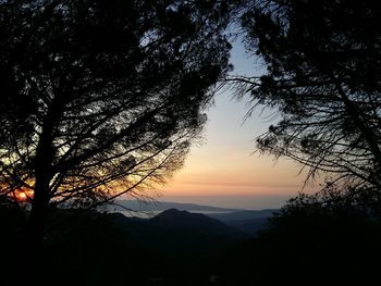 Silhouette of tree at sunset