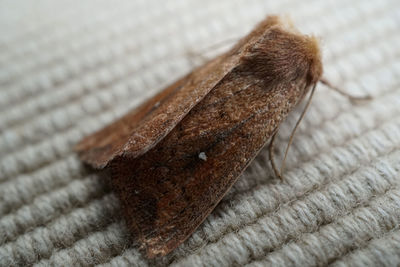 Close-up of leaf on table