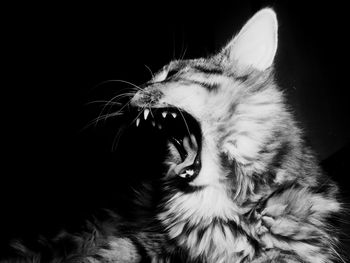 Close-up of cat yawning against black background