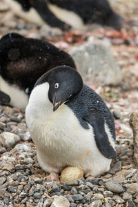 High angle view of a bird on rock