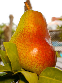 Close-up of orange fruit