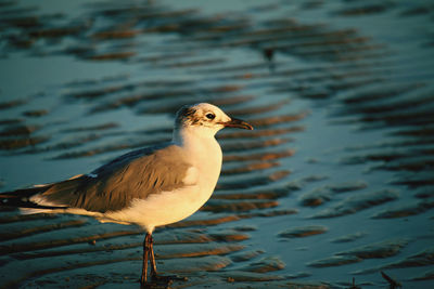 Close-up of seagull perching on lake