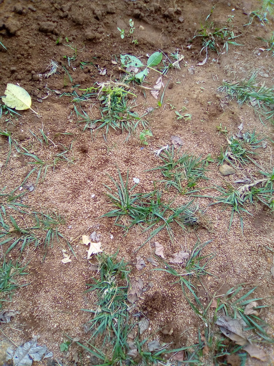 soil, plant, no people, land, high angle view, day, nature, grass, field, growth, outdoors, green, flower, lawn, plant part, dirt, leaf, woodland, garden