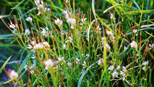 Close-up of flowers