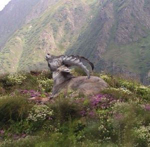 Plants growing on rocks