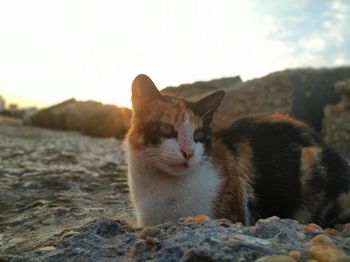 Portrait of a cat on rock