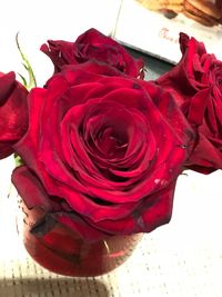 Close-up of red rose