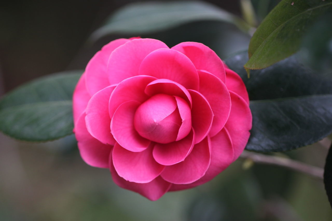 CLOSE-UP OF PINK ROSE