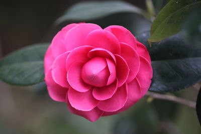 Close-up of pink rose flower