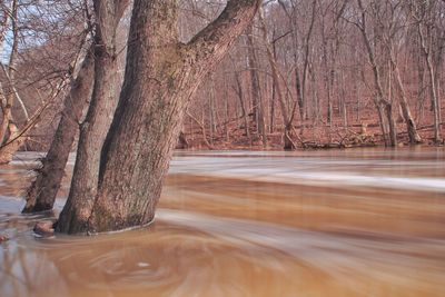 Trees in forest