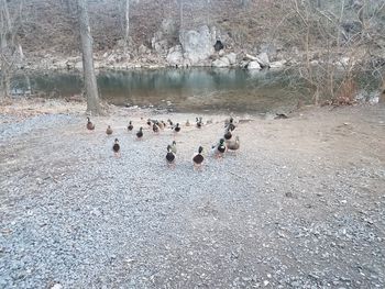 Group of birds on lakeshore