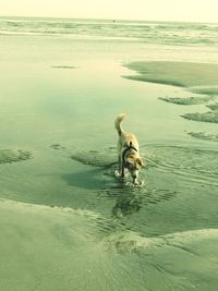 Dog on beach by sea against sky