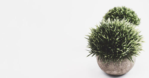 Close-up of cactus plant against white background