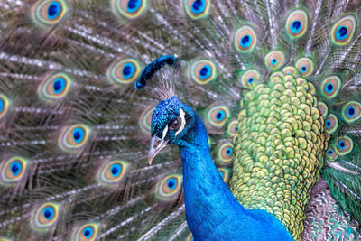 Close-up of peacock