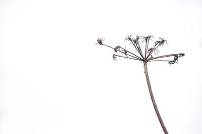 Low angle view of tree against clear sky