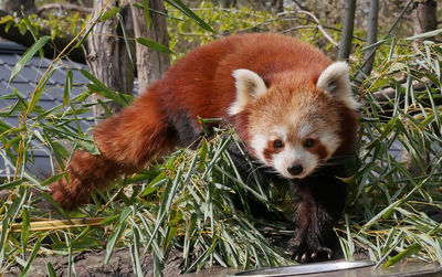 Close-up of a rabbit on field
